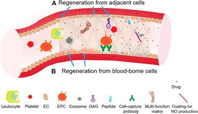 Applying Principles of Regenerative Medicine to Vascular Stent Development